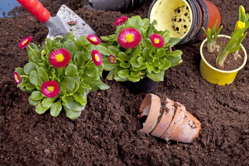 The image depicts a section of a garden bed with rich, dark brown soil, showing freshly planted vibrant pink and yellow Primroses in black containers, alongside a few budding yellow tulips in a small yellow pot. A terracotta flowerpot lies partially buried in the soil, with some soil splashed on it, indicating recent planting or repotting activity. In the background, gardening tools including a yellow-handled trowel and a watering can are visible, along with a small patch of green foliage and a partly visible paver or stone border separating the garden from a grassy lawn area. This outdoor space showcases a neatly maintained garden with a mix of flowering plants and young bulbous plants, suitable for homeowners seeking garden maintenance or planting services in Barking or surrounding areas. Weather appears to be mild, with natural daylight enhancing the vibrant colours of the plants and surroundings, fitting with typical spring or early summer outdoor gardening scenes. Landscapers Barking may carry out such planting and garden enhancement work as part of their gardening services to improve curb appeal and outdoor aesthetics in the Barking area.