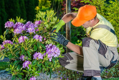 A professional gardener wearing an orange cap, yellow high-visibility vest, and green gardening gloves is kneeling on a gravel surface beside a shrub with vibrant purple flowers. The shrub is situated in a landscaped garden area with lush green foliage and various plants visible in the background. The gardener appears to be pruning or tending to the flowering bush, which has dense, glossy green leaves and clusters of purple blossoms. The surrounding environment includes a well-maintained lawn, decorative gravel, and other garden plants, indicating an organized and cared-for outdoor space typical of residential gardens in Barking, with natural lighting suggesting a clear day. This scene exemplifies outdoor garden maintenance and shrub care services offered by companies like Landscapers Barking, enhancing the garden's appearance and health for homeowners in the local area.