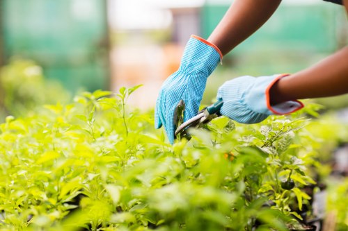 The image depicts a gardener's hands, covered with blue gardening gloves, carefully pruning or tending to lush, dense green foliage in a well-maintained outdoor garden space. The plants are vibrant and healthy, with bright green leaves that contrast against the darker soil surface visible at the base. The background suggests a garden greenhouse or conservatory setting, with blurred elements indicating additional plant containers or garden structures. The scene is lit with natural daylight, highlighting the freshness of the foliage and the careful attention given to the plants. This outdoor garden scene exemplifies professional gardening practices, aligning with services provided by companies like Landscapers Barking, who specialise in garden maintenance and landscape care for homes in the Barking area, including lawn and plant care. The overall environment emphasizes a neat, organized garden with a focus on healthy plant growth, supporting the aesthetic and environmental value of well-kept outdoor spaces in London’s Barking district.