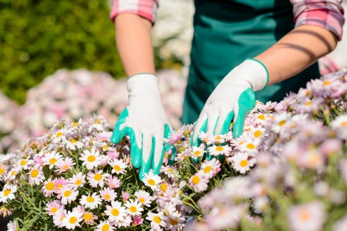 A gardener wearing white gloves and a green apron is tending to a flower bed filled with blooming daisies in a garden. The bed is bordered by a low, curved edging, and the flowers display a mix of white petals with yellow centers, adding colour to the lush green foliage. The garden features a well-maintained lawn with dense, healthy grass visible in the background, along with shrubbery and other flowering plants. Overhead, the sky is partly cloudy with natural daylight illuminating the scene, suggesting a pleasant outdoor environment suitable for gardening and landscaping activities. The setting appears to be part of a residential garden in the Barking area, with natural tones and a tidy layout, reflecting natural care and landscaping services provided by local professionals like Landscapers Barking.