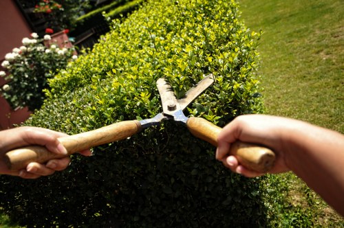 A close-up view of two hands holding gardening shears with wooden handles, actively trimming a dense, rounded shrub in a well-maintained garden. The shrub has small, vibrant green leaves, and the trimming action creates a clean, neat edge. The background features a lush lawn with freshly cut grass, a row of similar hedges, and some flowering plants in pots, indicating careful outdoor landscaping typical of a residential garden in Barking. The scene is bathed in bright natural sunlight, suggesting a clear day suitable for gardening work, aligning with gardening services provided by Landscapers Barking in the local area.