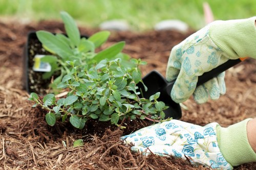 A close-up view of a gardener's gloved hands planting a small, leafy green shrub into prepared soil in a garden bed. The shrub has numerous oval-shaped, vibrant green leaves, and is being positioned on a layer of brown mulch or compost. In the background, blurred green grass and other garden elements are visible, indicating an outdoor landscaped garden. The gardener is wearing light-colored gloves with a blue floral pattern, suggesting careful handling of plants. The scene is well-lit with natural daylight, highlighting the fresh, healthy appearance of the plant and the rich soil. This image reflects professional gardening practices, typical of landscaping services in Barking, focusing on plant installation and garden enhancement for a tidy, well-maintained outdoor space.
