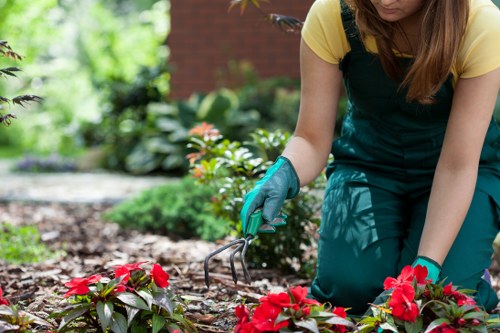 A gardener wearing a yellow top and teal overalls is kneeling on a landscaped garden bed, tending to vibrant red flowering plants with a small hand fork. The garden features a well-maintained lawn with dense, green grass, bordered by a mixture of flowering shrubs and leafy plants, some with small white and pink blossoms. In the background, there are neatly trimmed hedges and trees, indicating a tidy and established outdoor space typical of residential gardens in Barking, Essex. The soil in the flower bed appears recently aerated and moist, suggesting ongoing maintenance work. The sunlight creates a bright, natural atmosphere, highlighting the rich green foliage and colorful blooms. This scene embodies professional gardening and landscaping care, seamlessly blending natural beauty with structured outdoor features, reflective of services offered by Landscapers Barking in the local area, aiming to enhance garden aesthetics and health.