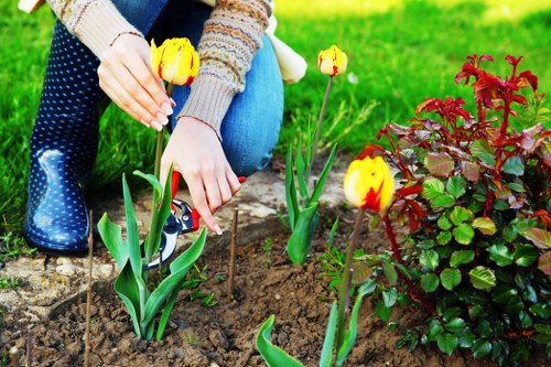 A close-up view of a person's hands tending to a garden bed in a residential outdoor space. The individual, wearing a knitted sweater and blue jeans, is planting or caring for yellow and red tulips with green leaves. The garden bed is bordered by a weathered stone edging, with rich dark soil visible beneath the flowers. To the right, there is a dense shrub with reddish-green foliage, providing contrast to the vibrant tulips. The background features a lush, well-maintained lawn with bright green grass, and the scene is illuminated by natural daylight, suggesting clear weather conditions. The overall setting appears to be a front or back garden, showcasing a typical landscaped yard that might be supported by local gardening services like landscaping and lawn care providers in Barking, aiding in outdoor aesthetic improvements and plant maintenance.