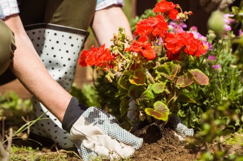 A person wearing gardening gloves and dark clothing is planting vibrant red geraniums into the soil of a well-maintained garden bed. The garden features a lush, green lawn with neatly edged borders, surrounding flower beds filled with flowering plants, including purple and pink blooms. In the background, there are additional shrubs, small trees, and garden ornaments, indicating a landscaped outdoor space typical of residential properties in Barking. The scene is set in bright daylight with natural sunlight highlighting the colours and textures of the plants, soil, and garden surfaces. The garden area appears organized and cared for, with a combination of paved paths and grassy sections that suggest regular outdoor maintenance by professional gardeners such as Landscapers Barking, specializing in garden landscaping services across the local area, including the Barking postcode. This image emphasizes attentive gardening work, involving planting and garden upkeep, aligning with the company's focus on high-quality outdoor landscape management and garden care services that promote healthy, attractive outdoor environments.